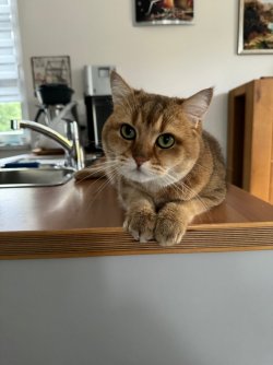 katze1.jpg