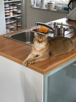 katze2.jpg