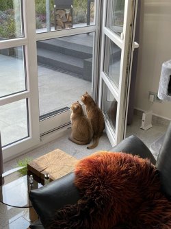 katze3.jpg