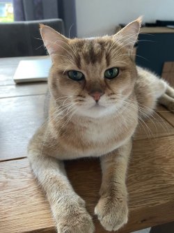 katze4.jpg