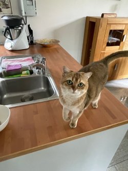 katze5.jpg