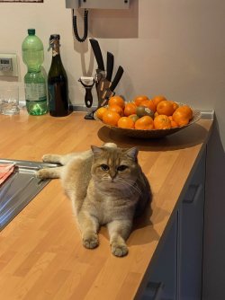 katze6.jpg