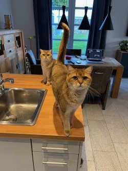 katze7.jpg