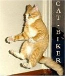 Cat-Biker.jpg