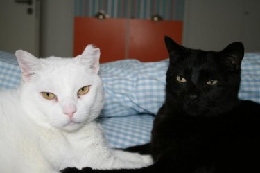 IMG_1084cat-small..jpg