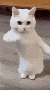 cool-fun (1).gif