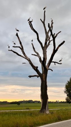 IMG_6937.jpeg