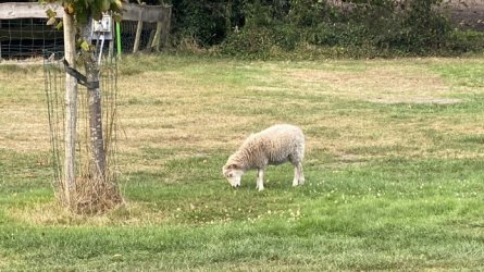IMG_6001.jpeg