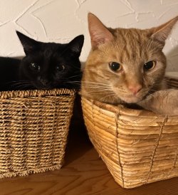 IMG_6930.jpeg