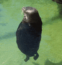 тюлень.gif