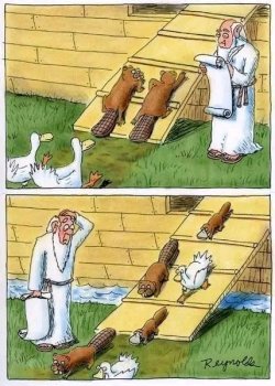 Ark.jpg