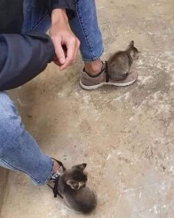 Screenshot_20250201_210437_WhatsApp.jpg