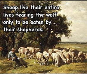 Sheep.jpg