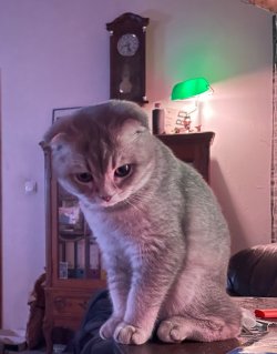 IMG_2201.jpeg