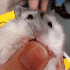 5EJF.gif