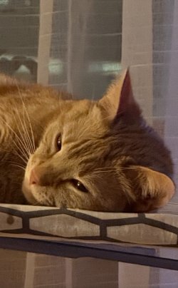 IMG_8261.jpeg