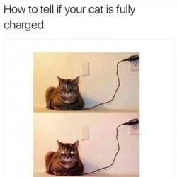 IMG_1494.jpeg