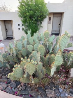IMG_8570.jpeg