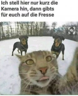 catdogcamfight.jpg