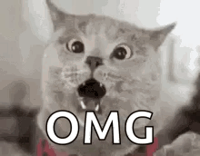 IMG_0284.gif