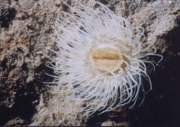 Schlammrose_GrevelingerMeer_2003.jpg