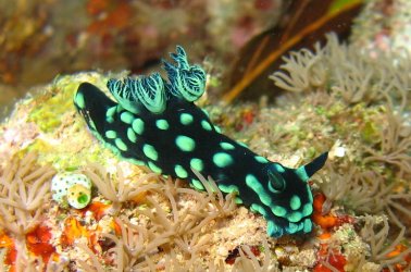 Sulawesi_2193a.jpg