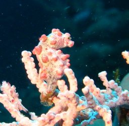 Sulawesi_2143a.jpg