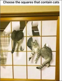 08 CAT SQUARES.JPG
