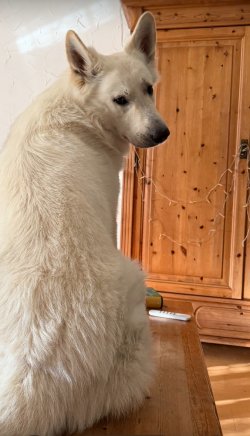 IMG_8806.jpeg