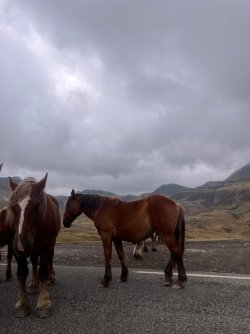 IMG_2472.jpeg