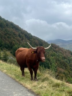 IMG_2454.jpeg
