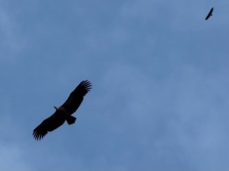 IMG_6445.jpeg