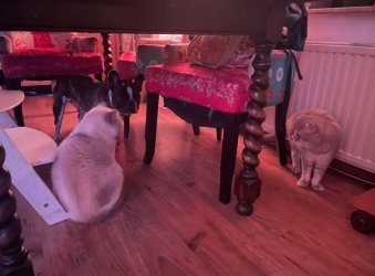 IMG_5663.jpeg