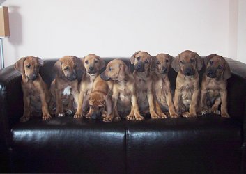 Ridgebacks.jpg