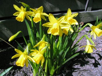 050402_Osterglocken.jpg