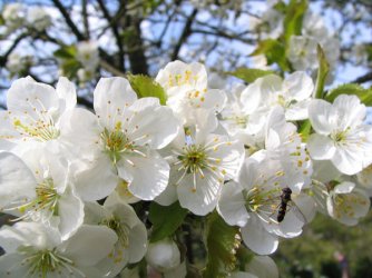 050416_Kirschbaum.jpg