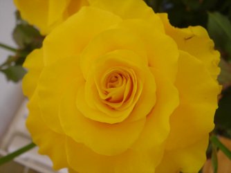 rose1.jpg