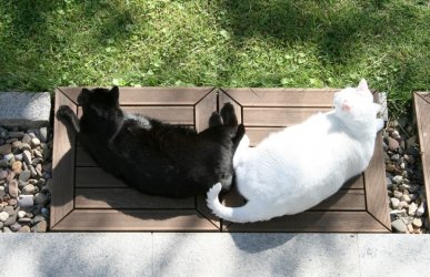 Cats-reunion.jpg
