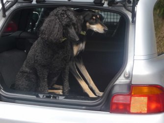 dogs1.jpg