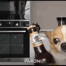 dog-beer.gif