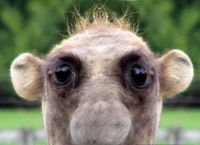 200px-Nasenbär.jpg