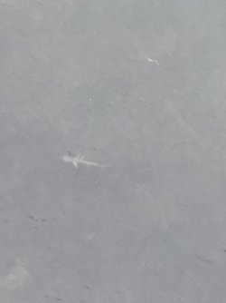 IMG_0968.jpeg IMG_0968.jpeg