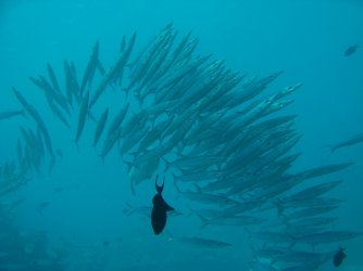 Wakatobi_3381.jpg