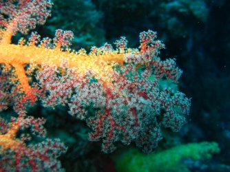 Wakatobi_3014.jpg