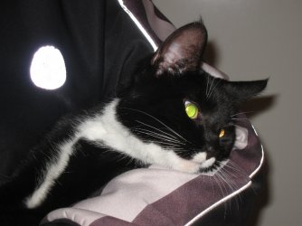 cat1.JPG