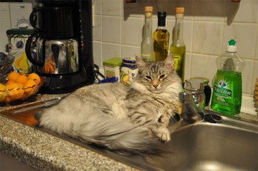 DSC_0242.jpg