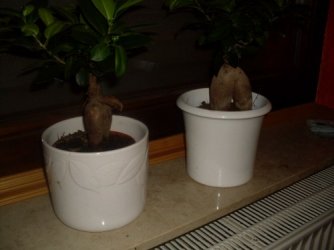 SDC14034.jpg