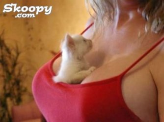 cat in bra2.jpg