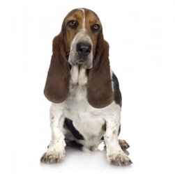 Basset.jpg