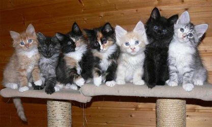 Maine-Coon-Katzen-Babys-Kit.jpg